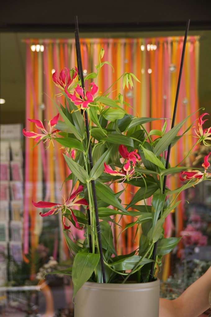 Jungle urbaine photo 5